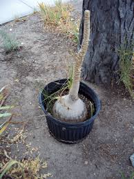 جوان سازی گیاه لیندا